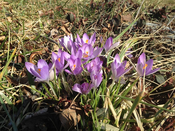 NC wildflowers: crocuses